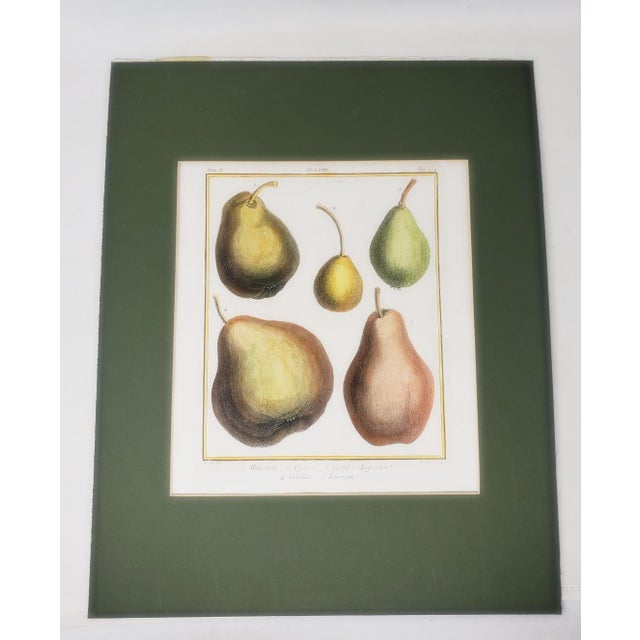 Vintage Hand Painted Botanical Lithograph Print Pears - Breant Sculp - L. B. Del - Matted For Sale - Image 4 of 13