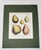 Vintage Hand Painted Botanical Lithograph Print Pears - Breant Sculp - L. B. Del - Matted For Sale - Image 4 of 13