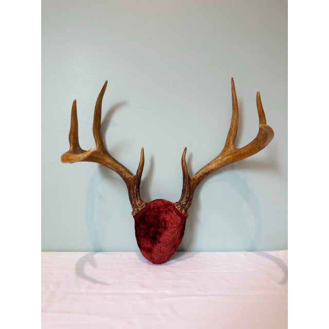 Vintage European Red Velvet Antler Trophy Mount – Mid-Century Lodge Decor For Sale In Nashville - Image 6 of 6