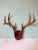 Vintage European Red Velvet Antler Trophy Mount – Mid-Century Lodge Decor For Sale In Nashville - Image 6 of 6
