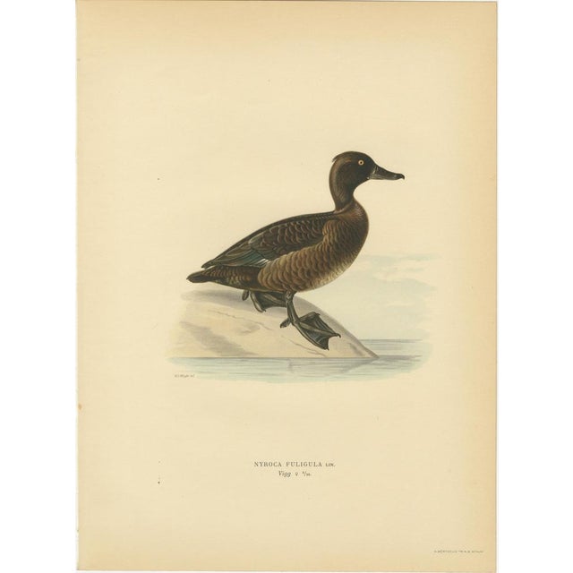1920s Scandinavian Duck Prints, 1929, Set of 6 For Sale - Image 5 of 9