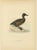 1920s Scandinavian Duck Prints, 1929, Set of 6 For Sale - Image 5 of 9