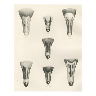 After Lilian Medland, Heads of the Wild Geese, 1909, Print For Sale