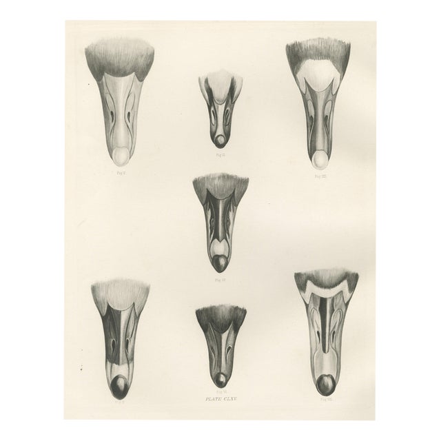 After Lilian Medland, Heads of the Wild Geese, 1909, Print For Sale