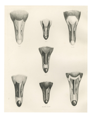 After Lilian Medland, Heads of the Wild Geese, 1909, Print
