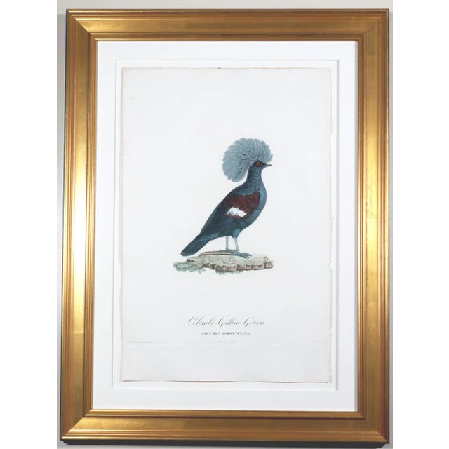 Early 19th Century Madame Pauline Knip Engravings of a Bird, Columba Coronata For Sale - Image 5 of 5