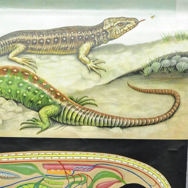 Amphibians Sand Lizard Lacerta Agilis Wallchart Art Print by Jung Koch Quentell For Sale - Image 3 of 8