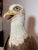 1990s Vintage Hand Carved Wood Folk Art Bald Eagle Bird With Fish Sculpture Statue For Sale - Image 5 of 17