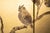 "Owl Family" by Shunko, Late Showa Painted Japanese Byobu Screen For Sale - Image 10 of 18