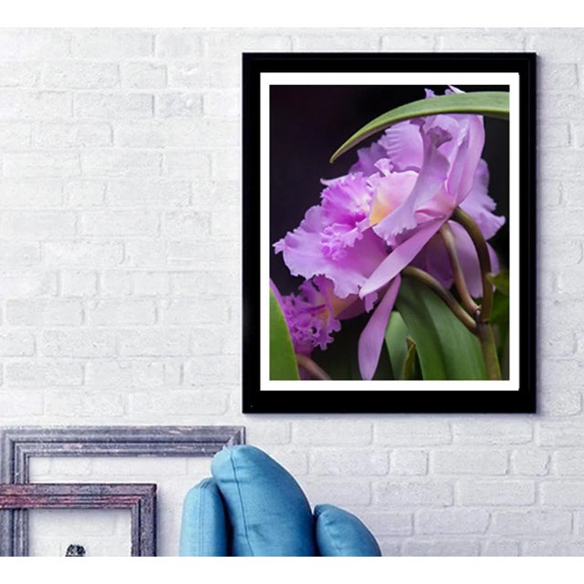 Color photograph of Orchids on black. Printed on Archival Fine Art Paper.