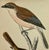 Antique Hand Tinted Bird Print From England Featuring a Pair of Red-Backed Shrikes - Circa 1880 For Sale - Image 4 of 12