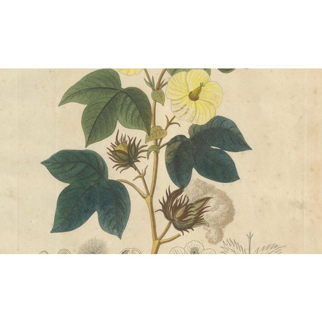 Antique Cotton Botanical Print, 1831 For Sale - Image 4 of 10