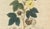 Antique Cotton Botanical Print, 1831 For Sale - Image 4 of 10