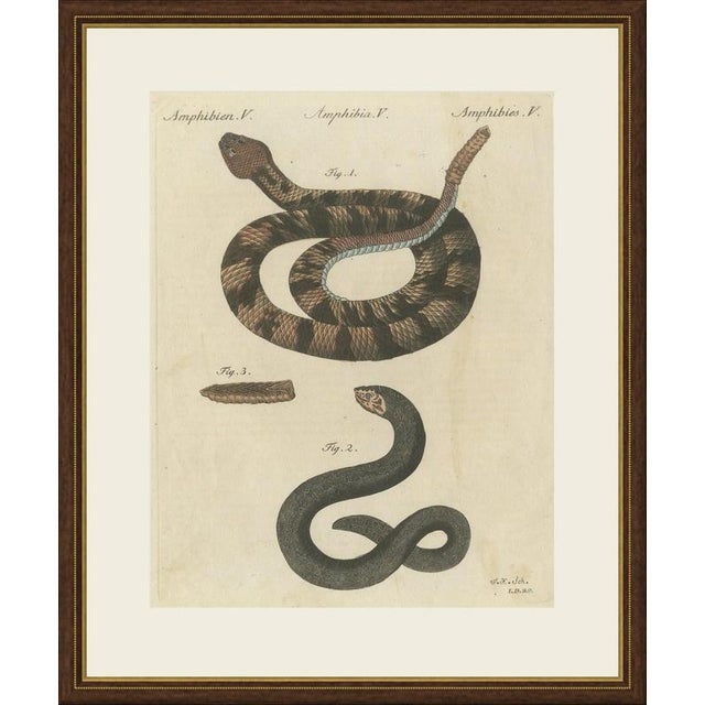 This antique rattlesnake print shows a coiled rattlesnake with its rattle raised, a separate study of the rattle and a...