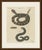 This antique rattlesnake print shows a coiled rattlesnake with its rattle raised, a separate study of the rattle and a...