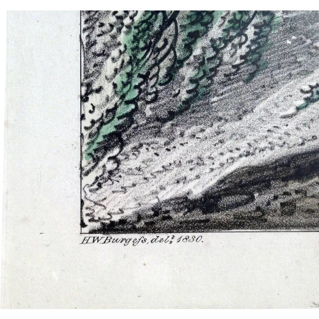 Early 19th Century "Beech Trees" Landscape Aquatint, Framed For Sale - Image 4 of 6