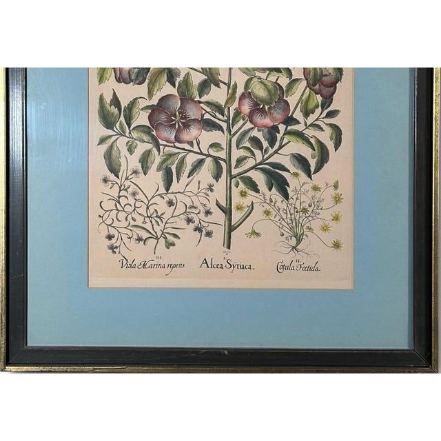 Mid 20th Century Vintage Framed Basilius Besler Botanical Lithograph Prints Hortus Eystettensis Pair For Sale - Image 5 of 18