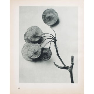 1935 Karl Blossfeldt Two-Sided Photogravure N46-45 For Sale