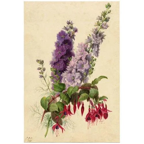 An original 1842 watercolour painting, E.B.R., Delphiniums & Fuchsia Flower.A superb large botanical watercolour dating...