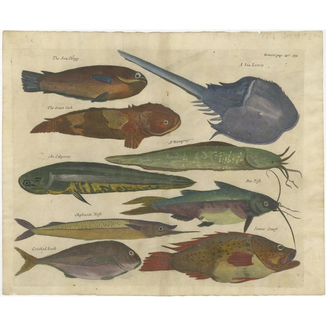 John Nieuhoff, Exotic Fish, 1800s, Paper, Set of 5 For Sale - Image 5 of 10