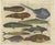 John Nieuhoff, Exotic Fish, 1800s, Paper, Set of 5 For Sale - Image 5 of 10