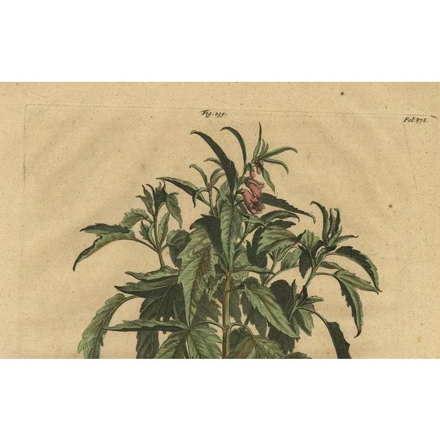 Sesame Plant, 1696, Paper For Sale - Image 4 of 7