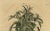 Sesame Plant, 1696, Paper For Sale - Image 4 of 7