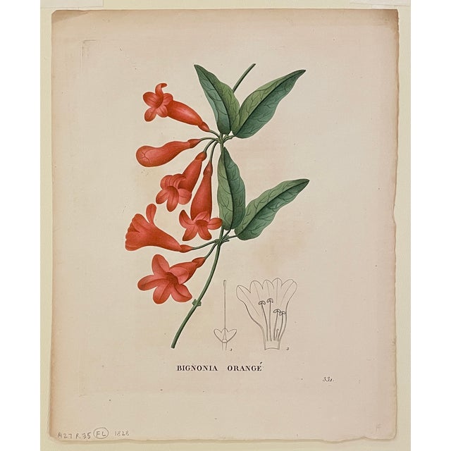 Traditional 1828 Trumpet Vine Floral Engraving by Jean Henri Jaume Saint Hilaire For Sale - Image 3 of 3
