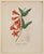 Traditional 1828 Trumpet Vine Floral Engraving by Jean Henri Jaume Saint Hilaire For Sale - Image 3 of 3