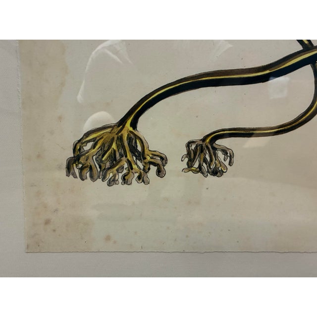 Illustration Late 20th Century Oversized Natural Curiosities Harvey Seaweeds Botanical Print – Framed For Sale - Image 3 of 6