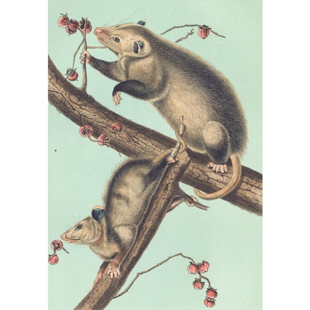 Original first edition Audubon stone lithograph from "The Viviparous Quadrupeds of North America", octavo edition, printed...