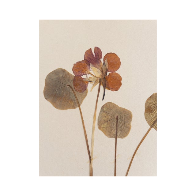 Vintage Swedish Herbarium - Nasturtium, Circa 1958 For Sale - Image 4 of 5