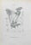 Lithograph hand watercolored. Belongs to the Series "Atlante di Botanica popolare ossia Illustrazione di Piante Notevoli...