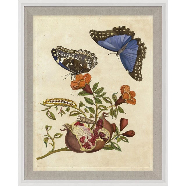 Maria Merian was a dutch artist in the 1700’s and her work was one of the first to show the process of metamorphosis.