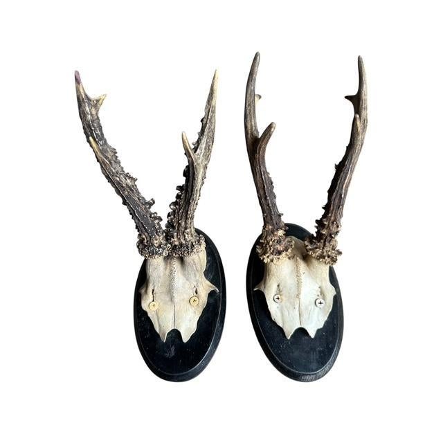 Pair roe deer trophies on wood plaques. A good start for a collectioin.