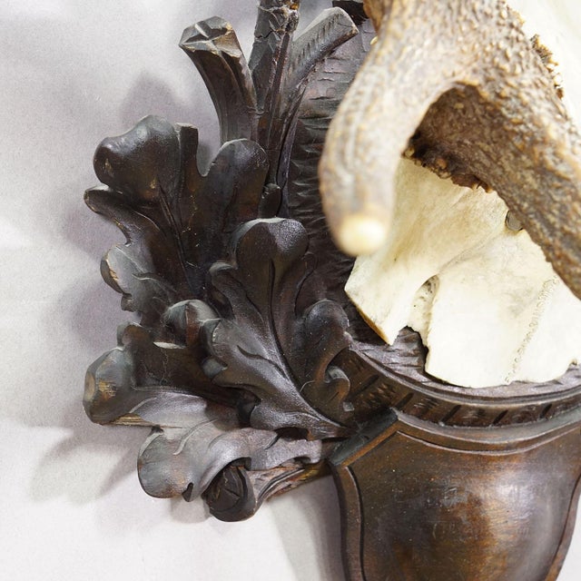 Wood Big Black Forest 12 Pointer Red Deer Trophy on Carved Plaque - Germany 1930 For Sale - Image 7 of 8