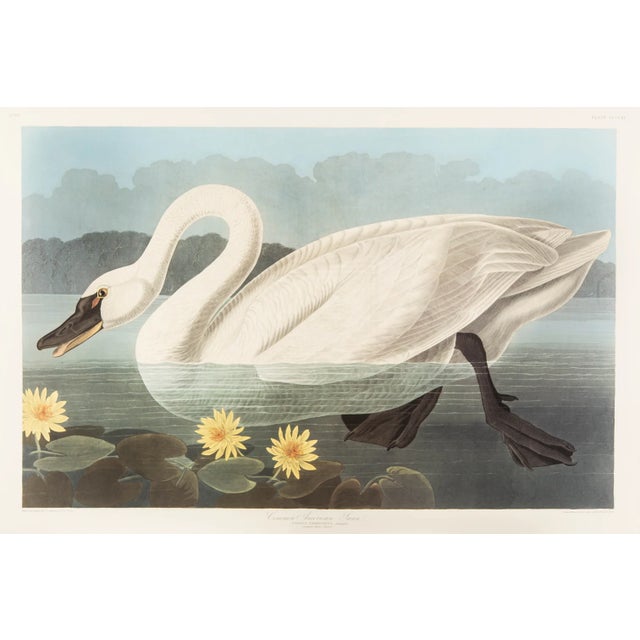 1980s The Abbeville Press Edition of the Common American Swan (Plate 411) From the Birds of America by John James Audubon For Sale
