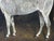 Grisette Grey Mare Equestrian Oil Painting Dated 1925 Painted From Life at Nantwich With Links to the Grosvenor Sporting Sphere and Cheshire Hunt For Sale - Image 15 of 18