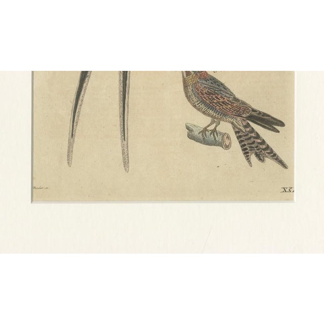 Bertuch, Bird Swallow & Nightjars, 1800, Engraving For Sale - Image 3 of 9