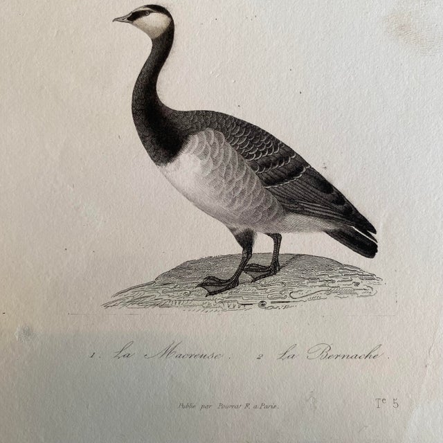 French French Antique 18th Century “Publie Par Pourrat F. A Paris” Bird Engraving Hand Colored Artwork For Sale - Image 3 of 4
