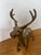 Metal Solid Brass Deer Figures, Mid-Century, a Pair For Sale - Image 7 of 12