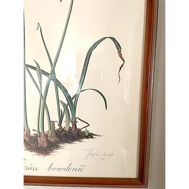 Vintage Botanical Prints-Framed Series of 4 by Artist Thalia Lincoln For Sale - Image 10 of 12