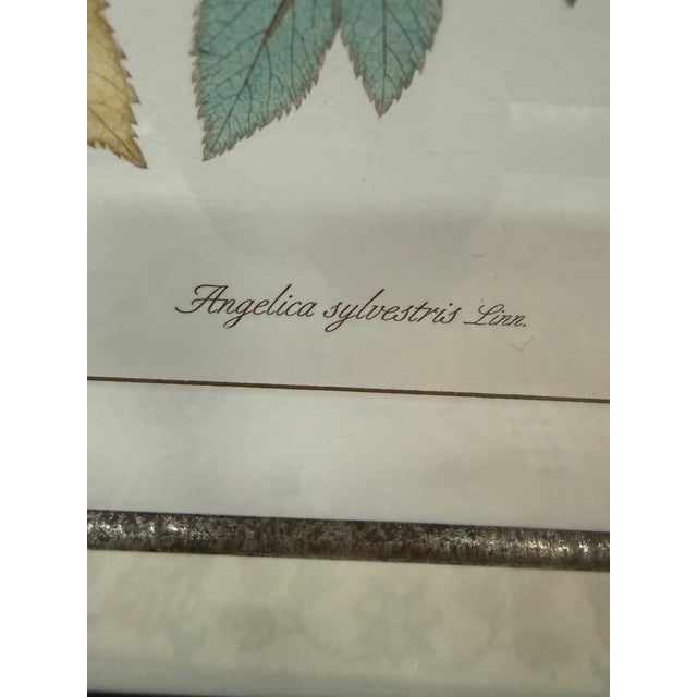 Lussier Lajoie Framing Botanical Prints, Set of Five For Sale - Image 12 of 12