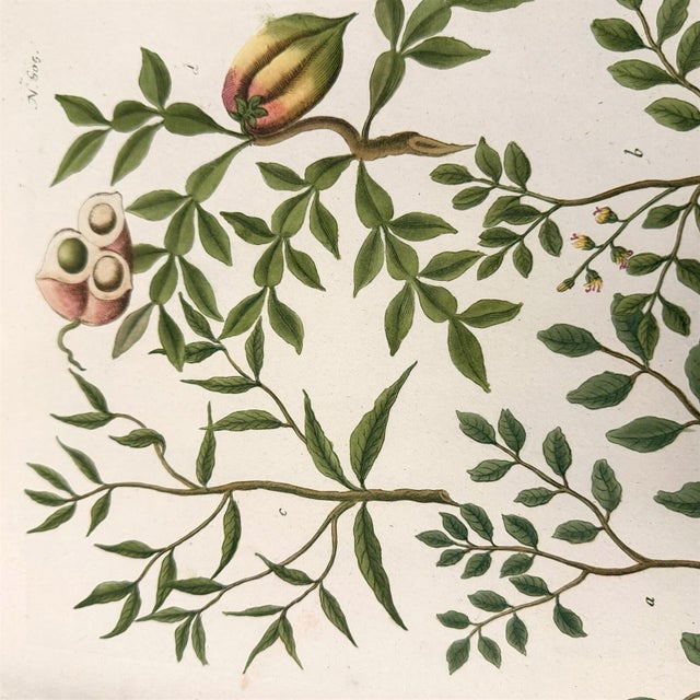 Weinmann c.1730 Hand-Colored Botanical Mezzotints Pair — Indigo & Water Speedwell by Johann Wilhelm Weinmann For Sale - Image 4 of 9