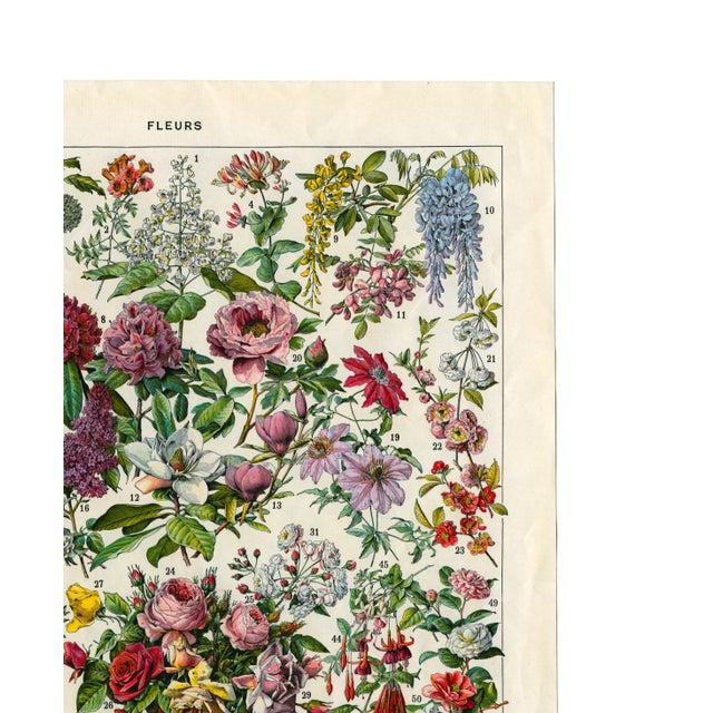 French Country “Fleurs- Arbres Et Arbrisseaux” - Giclee Print of an Antique Floral Encyclopedia Page Illustrated by Millot - Bright Colorway - For Sale - Image 3 of 7