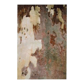 Anne Sager Tree Bark Composition Color Photograph For Sale
