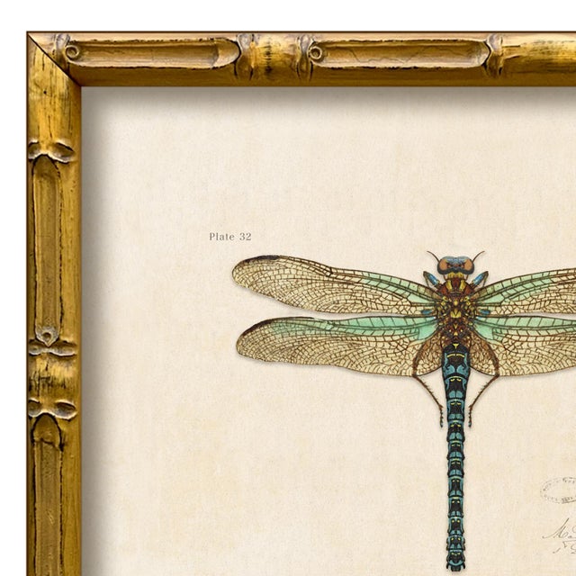 Various Artists Contemporary Reproduction of Vintage "Garden Friends" Art Print (4), Framed Dragonfly For Sale - Image 4 of 4