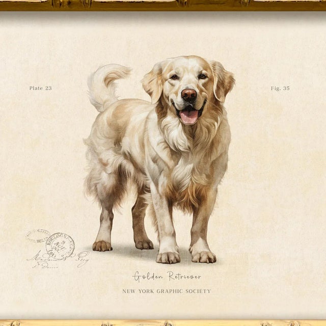 Illustration Reproduction Art Print of Vintage "World of Dogs" Illustration (Blonde Golden Retriever), Framed For Sale - Image 3 of 4