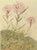 This is a 1945 botanical lithograph that was printed in Switzerland. It is a watercolor, numbered, and signed plate from a...
