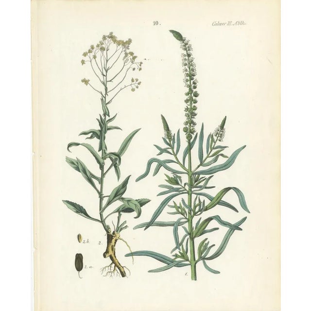 Hand-Colored Botanical Lithograph of Woad and White Goosefoot, Calwer, 1854 This rare and meticulously crafted botanical...